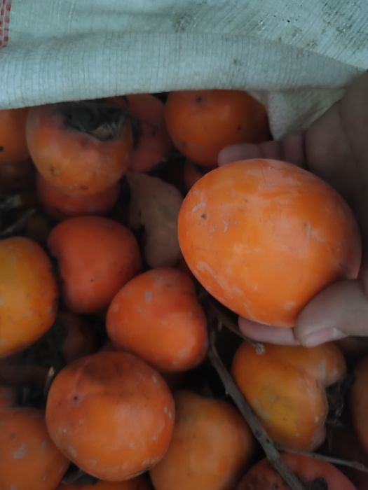 Хурмо сотилади рптим