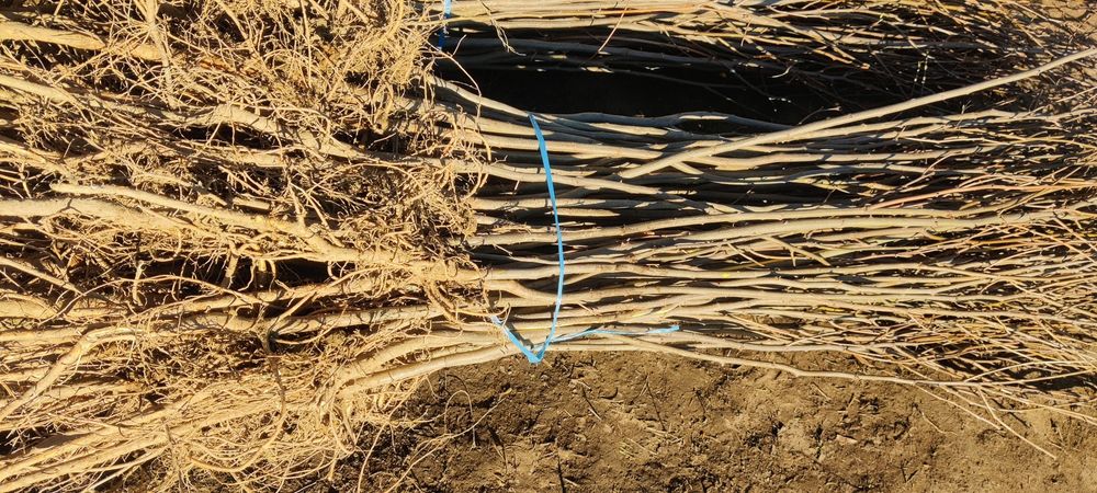 Puieți de salcâm frasin paltin fag carpen mesteacăn tei brad pin molid