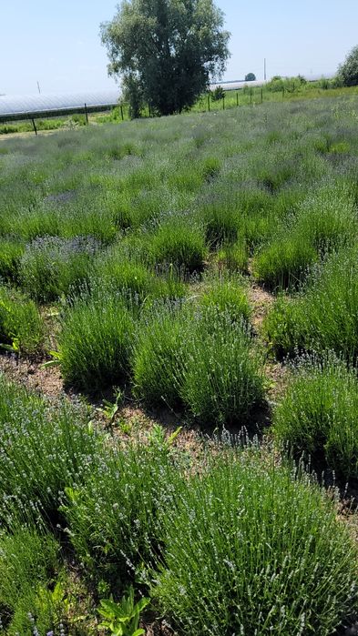 Tufe mari de lavanda Bucuresti