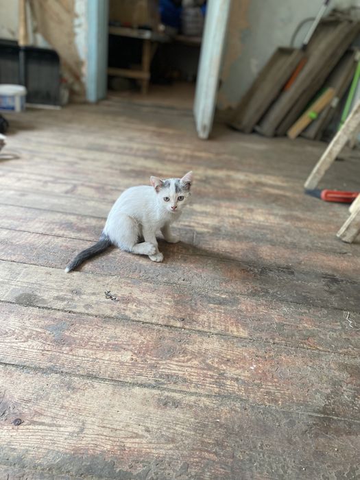 Котята в добрые заботливые руки.