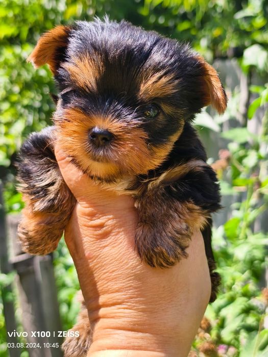 Йоркширский терьер