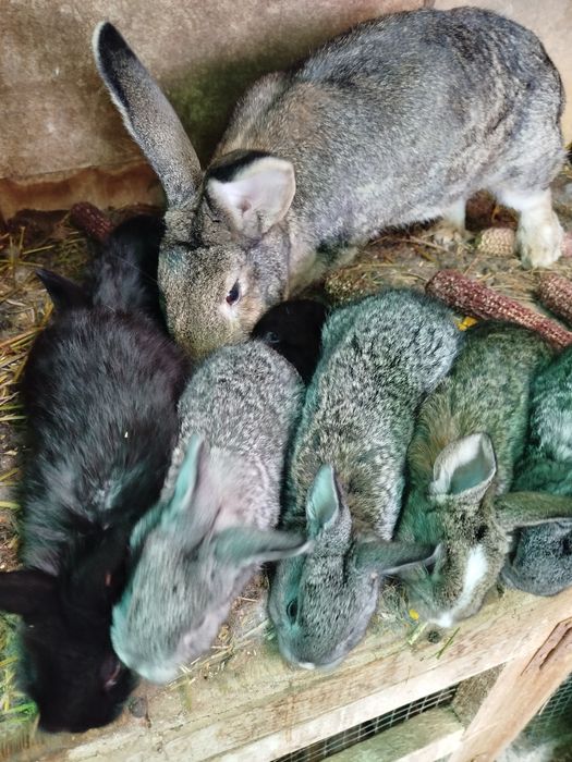 Iepurași de vânzare