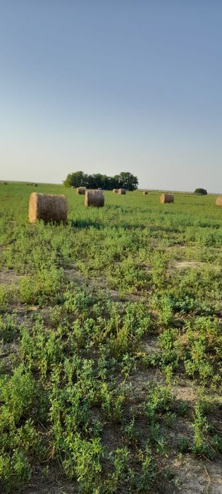 Baloți lucernă de vânzare