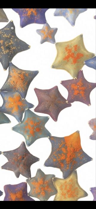 Живая морская звезда.