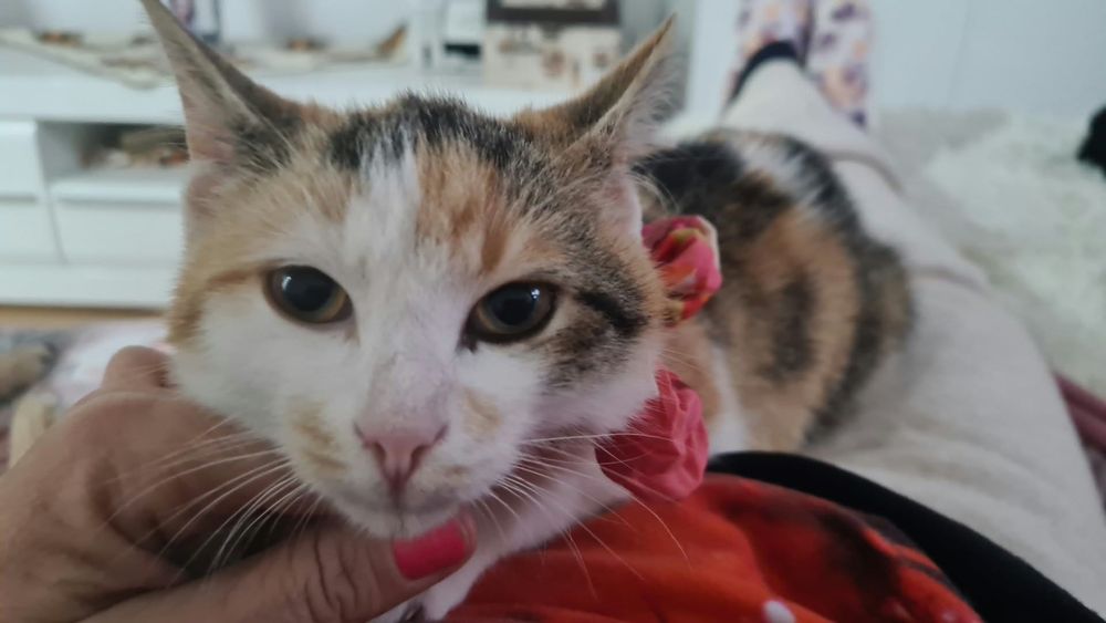 Adoptie Steluta, fetita trei culori
