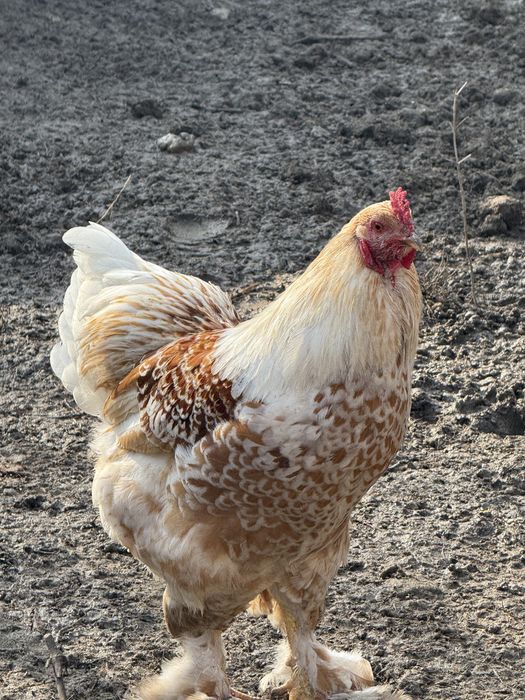 Gaini brahma colorate