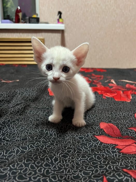 Породистые котята