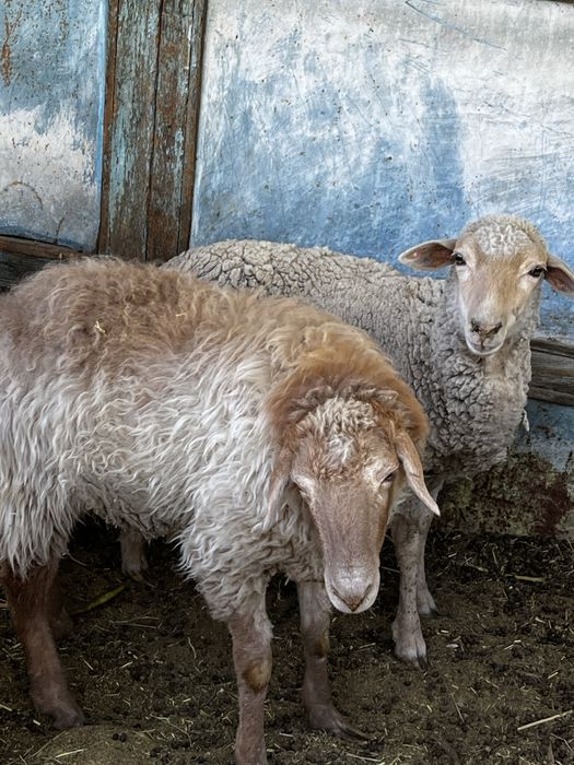 Продам двух баранов
