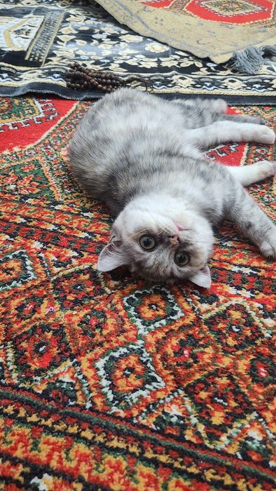 Бритиш короткошерстка