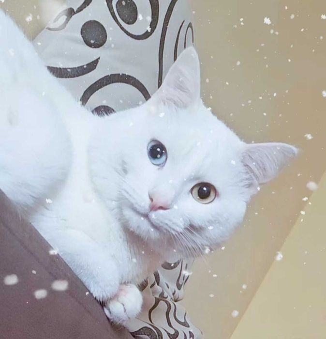 Мъжка котка-албинос