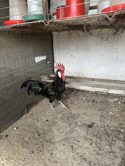 Cocos minorca din 2024