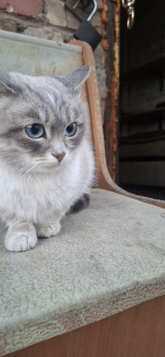 Отдам в хорошие руки!