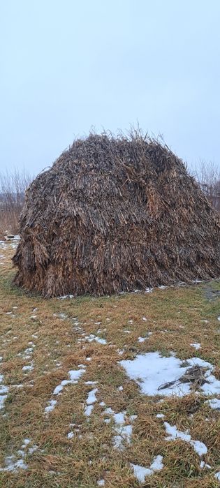 Strujeni de pe 1 hectar