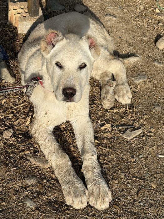 Alabay kuchuk bolasi