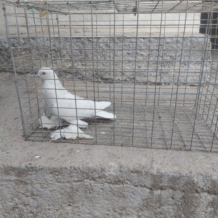 Буси самец лет с игрой