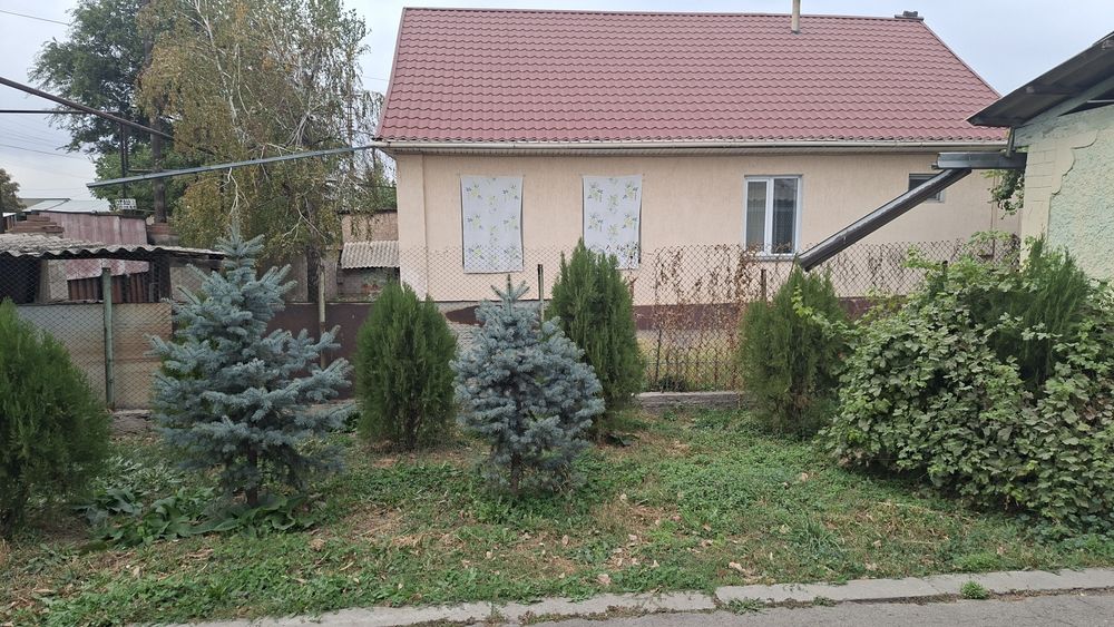 Хвойные Деревья .