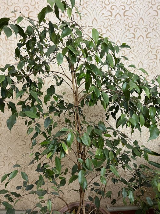 Продам домашние растения