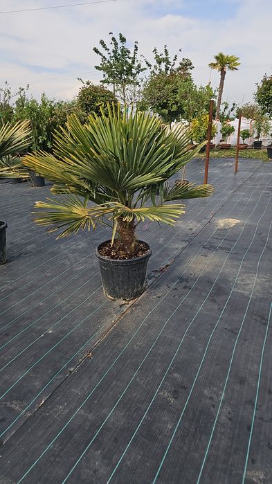 Euonymus japonicus- Ilex pe tija - Photinia red robin-