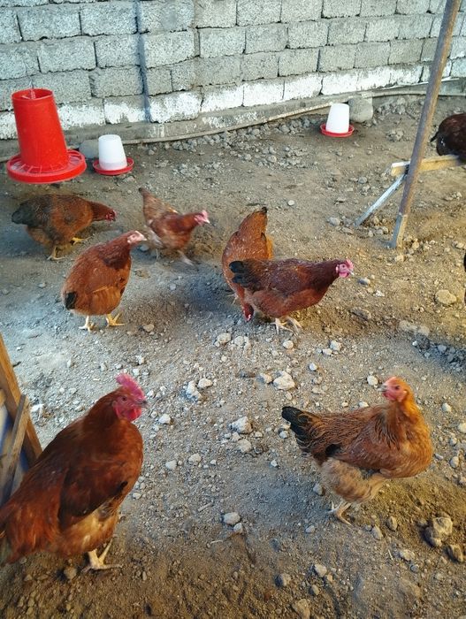 Яйца кур Ханхяп (Корея)