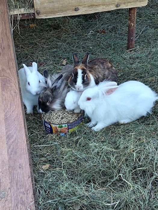 Iepuras de companie Cap de Leu pitic