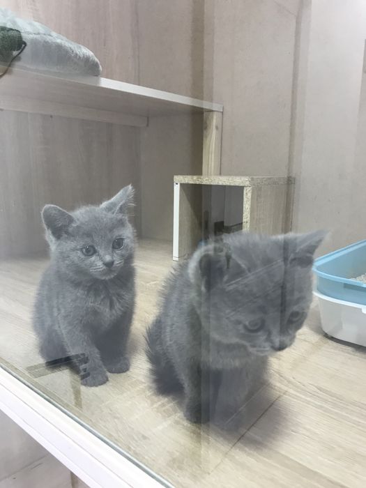 Шотландский скотч стрэйт 55kun