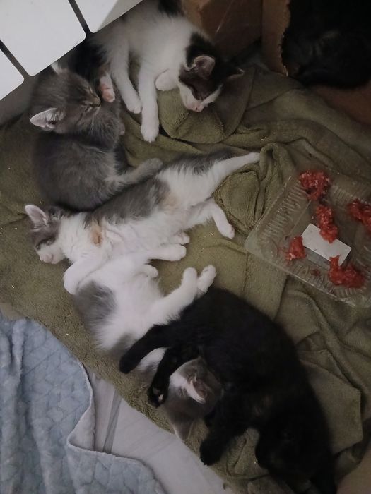 Котенок в дар 1,5 мес.