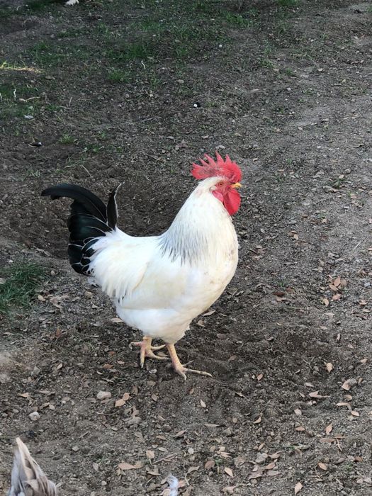 Инкубационные яйца адлер