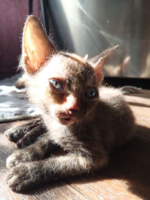 Котенок сфинкс брашик