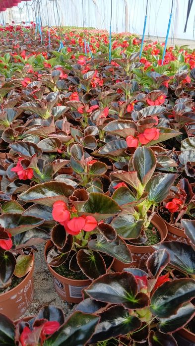 Flori Muscate,Dalia ,Begonia