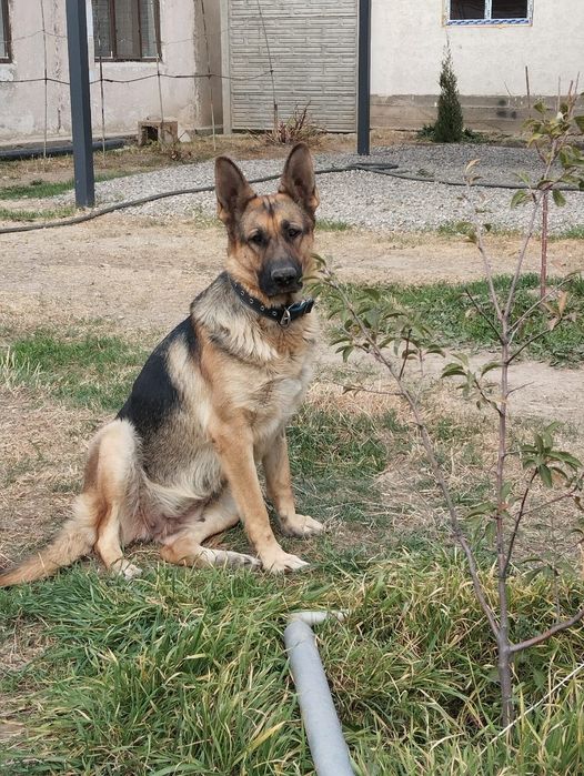 ПРОДАЮ шеньков восточной овчарки