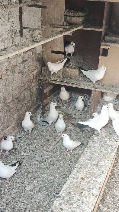 Продам голубей продам