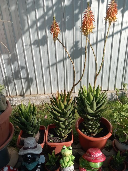 Planta aloe cu frunze suculente
