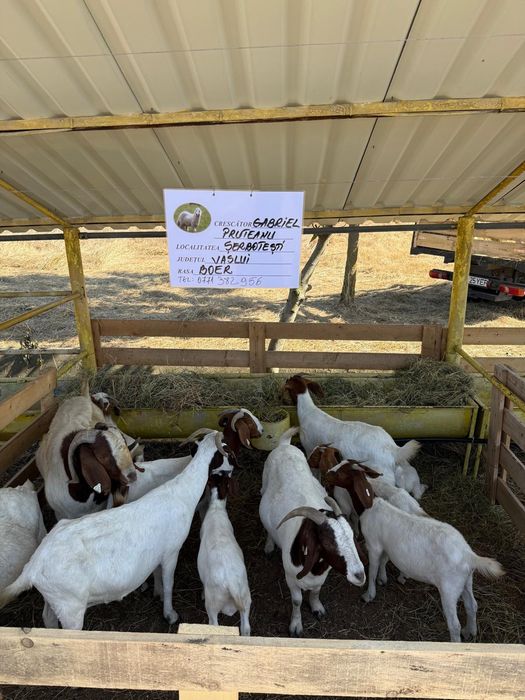 Capre rasa Boer,adulte și iezi