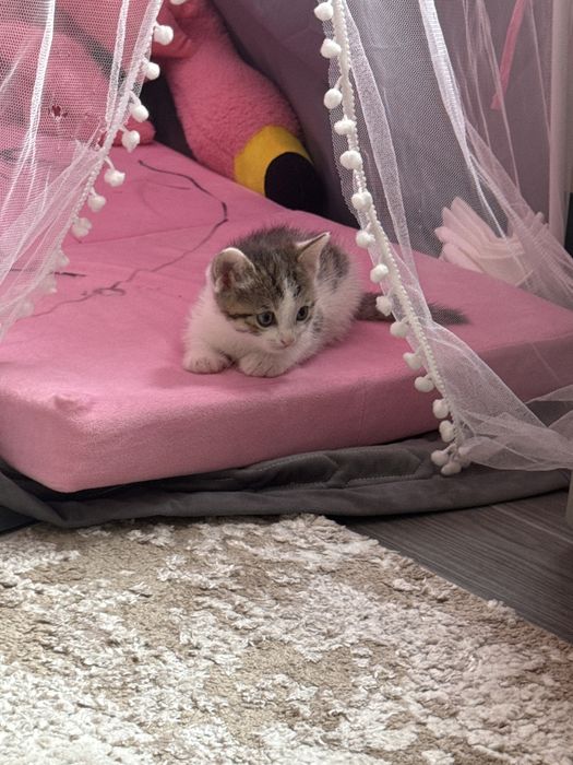 Отдам котят в добрые руки (мальчики)