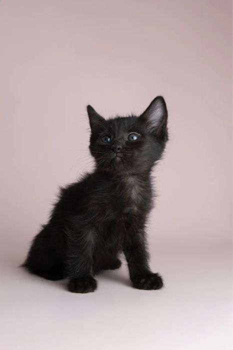 Котята двухмесячные ищут дом