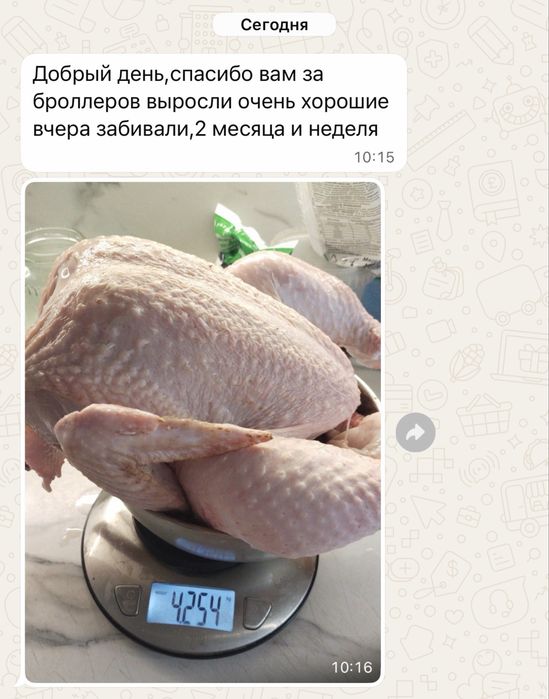 В наличии весь ассортимент птицы находимся Бишкуль Энергетиков37/2