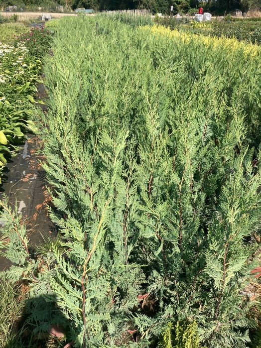 Лейланди кипарис