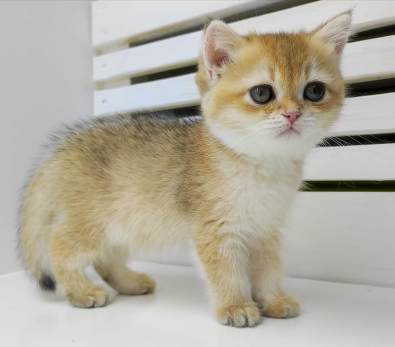 Девчули и пареньки британские