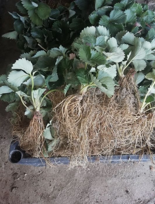 Stoloni capsuni clery