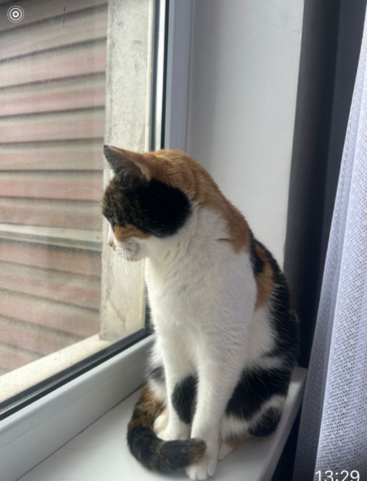 Кошка трехцветная