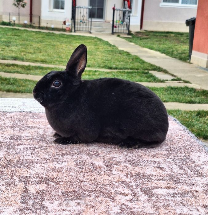 Rex pitici negri