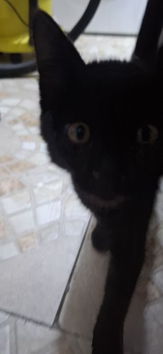 Мушукча яхши кулларга бепул берилади