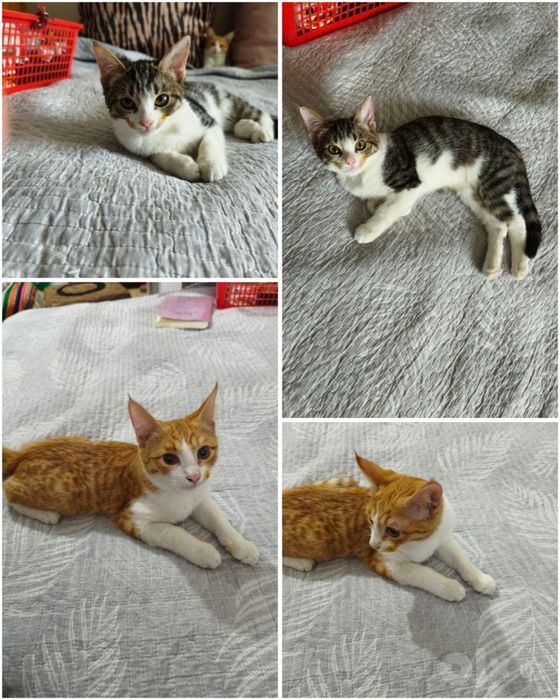 Котята в хорошие руки!