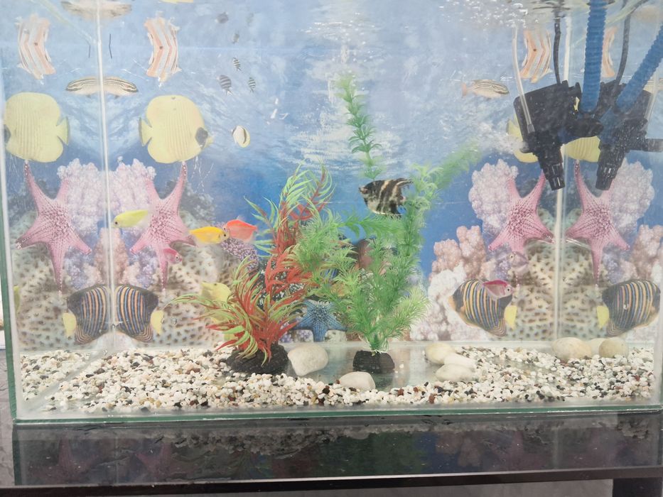 Продам аквариум с рыбками