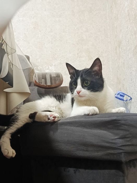Отдаём кота даром в добрые руки.