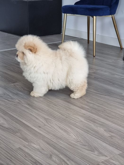 Chow  Chow  crem