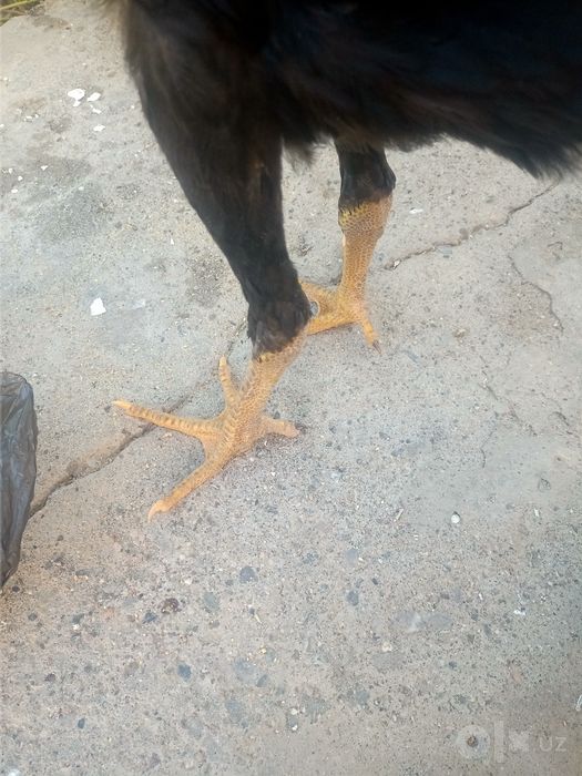 Dakan juja kulanggi zoti otasi besh yarim kelo bulgan kami bor