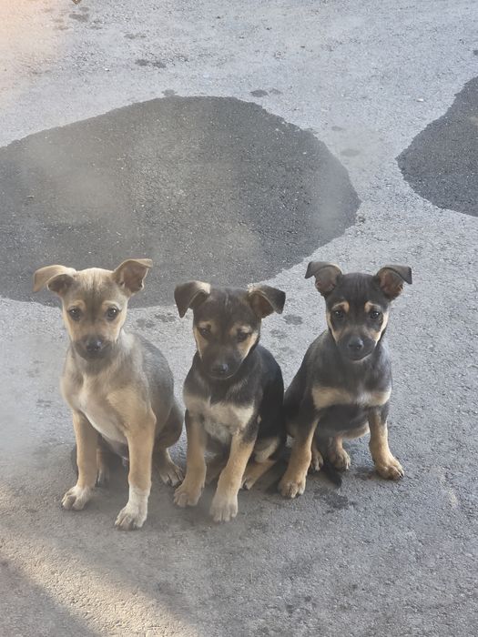 Кученца 3 броя на 2 месеца