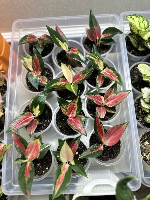 Аглаонема в продаже