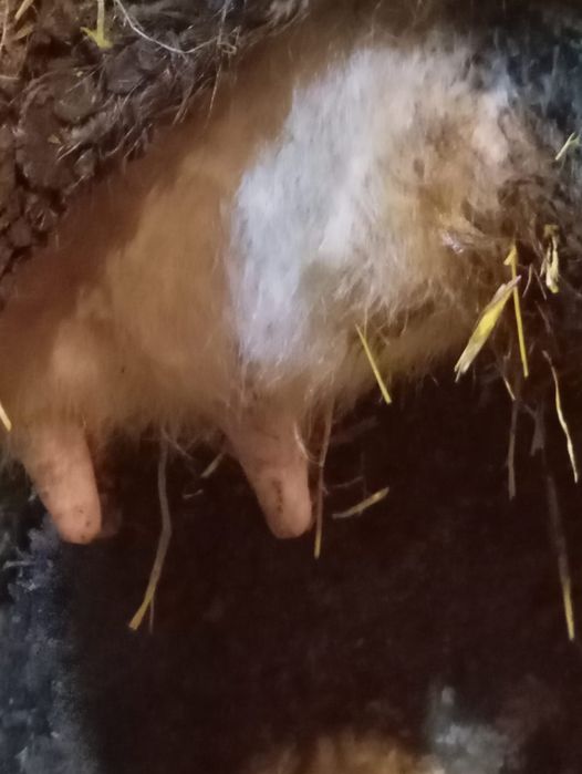 Vind vaca la alegere din 2